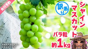 【 先行予約 】 【 訳あり 】 極上の甘さの天使の シャインマスカット ！ バラ粒 約１kg （ 茨城県共通返礼品： かすみがうら市 ） 【 2026年9月頃発送 】 フルーツ 果物 マスカット ぶどう 葡萄 ブドウ 旬 国産 産地直送 ギフト 贈り物
