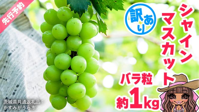 【 先行予約 】 【 訳あり 】 極上の甘さの天使の シャインマスカット ！ バラ粒 約１kg （ 茨城県共通返礼品： かすみがうら市 ） 【 2026年9月頃発送 】 フルーツ 果物 マスカット ぶどう 葡萄 ブドウ 旬 国産 産地直送 ギフト 贈り物