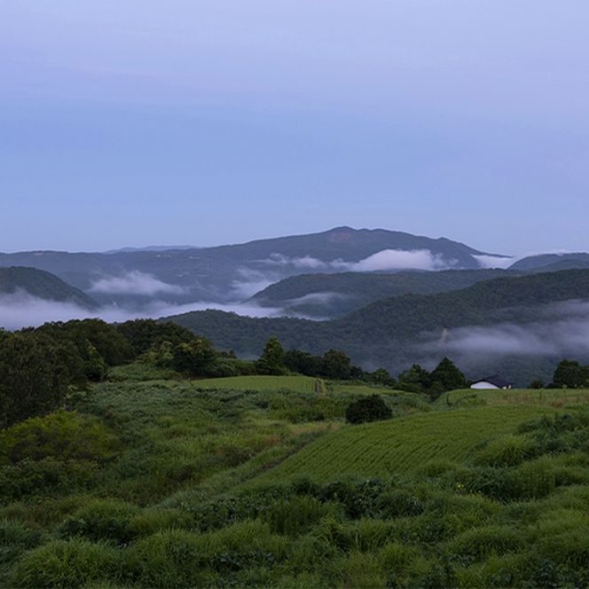 【2026年先行予約】 ぶどう 岡山県産 シャインマスカット 1kg箱（2～3房） 《2026年10月中旬-11月下旬頃出荷》 葡萄 ブドウフルーツ 果物 スイーツ 数量限定 期間限定 岡山 里庄町 ブドウ ぶどう
