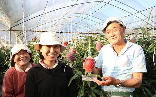 【JA大崎選果場厳選】「大崎産マンゴー2026」 おおよそ300g×2玉 464686_X018