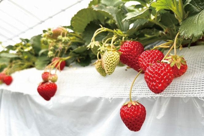 藤井悦雄さん生産の いちご 4パック【お届け：2027年1月中旬～3月末】 [ フルーツ 果物 イチゴ 苺 ] 