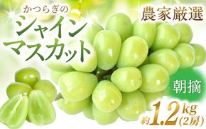 【先行予約】朝摘み シャインマスカット 秀品 2房（約1.2kg）こだわり農家厳選！【2027年8月中旬から9月中旬順次発送予定】） | マスカット ぶどう ブドウ 和歌山 フルーツ 果物 くだもの【kgr035A】