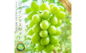鳥取産 シャインマスカット 訳あり ご自宅用 2房 312011_FT008