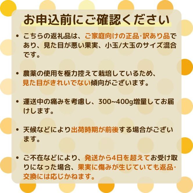【訳あり】  河内晩柑 10kg 木取り完熟  【発送期間: 2024年８月～ なくなり次第終了】 柑橘 みかん 愛南ゴールド 蜜柑 グレープフルーツ ゼリー ジュース アイス 果物 フルーツ サイズミックス 規格外 吉本農園