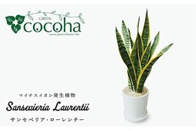 サンセベリア ・ ローレンチー 糸島市 / cocoha[AWB003] 観葉植物 緑 グリーン 室内 インテリア サンセベリア 植物 サンスベリア