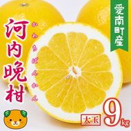 【先行予約】 数量限定  河内晩柑 樹齢 30年以上 大玉 9kg （ 2Lサイズ 以上 ） 11000円 みかん mikan 蜜柑 ミカン かわちばんかん 愛南ゴールド あいなん ゴールド 文旦 派生 和製 グレープフルーツ 産地直送 国産 農家直送 期間限定 特産品 ゼリー ジュース アイス 等に 人気 限定 甘い さわやか フルーツ 果物 柑橘 蜜柑 みかんの山祥 愛南町 愛媛県