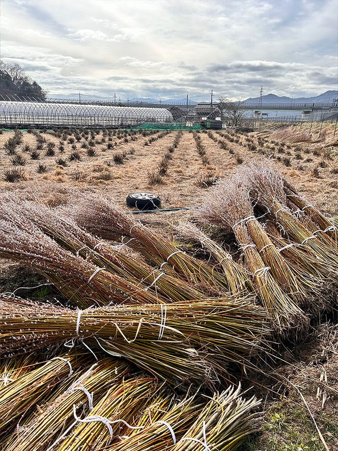 migiwa 飯行李daen / 伝統工芸品 飯行李 楕円形 弁当箱 お弁当箱 ランチボックス 天然素材 高級 おしゃれ 和テイスト 行楽 登山 アウトドア ピクニック お出かけ 手作り ハンドメイド 日本製