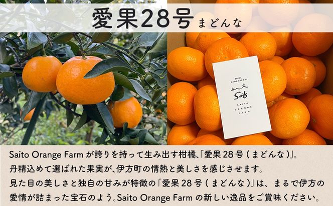 【先行予約】【数量限定】Saito Orange Farmの愛果28号（まどんな）3kg（2026年1月下旬頃より順次発送） IKTAQ017