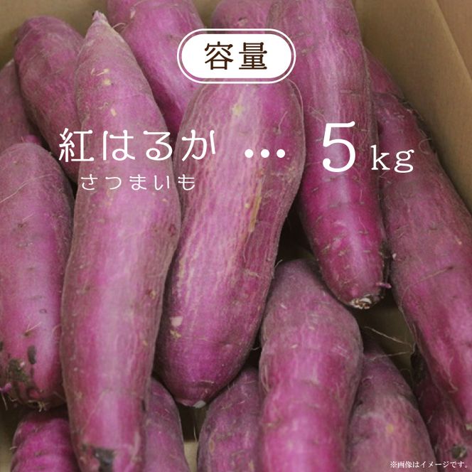【2026年9月より順次発送】農産物直売所「やさいの声」紅はるか 新芋 洗い 約5kg|さつまいも サツマイモ 紅はるか 洗い 行方市 ふるさと納税(EK-9)