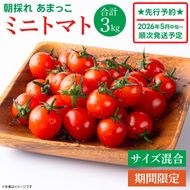 【先行予約★2026年5月中旬頃～順次発送！】【人気商品】朝採れ あまっこ ミニトマト ３kg 【やさい 野菜 トマト 甘い プチトマト 新鮮 フレッシュ 産地 直送 10000円以下 茨城県 鹿嶋市 】（KAM-31）