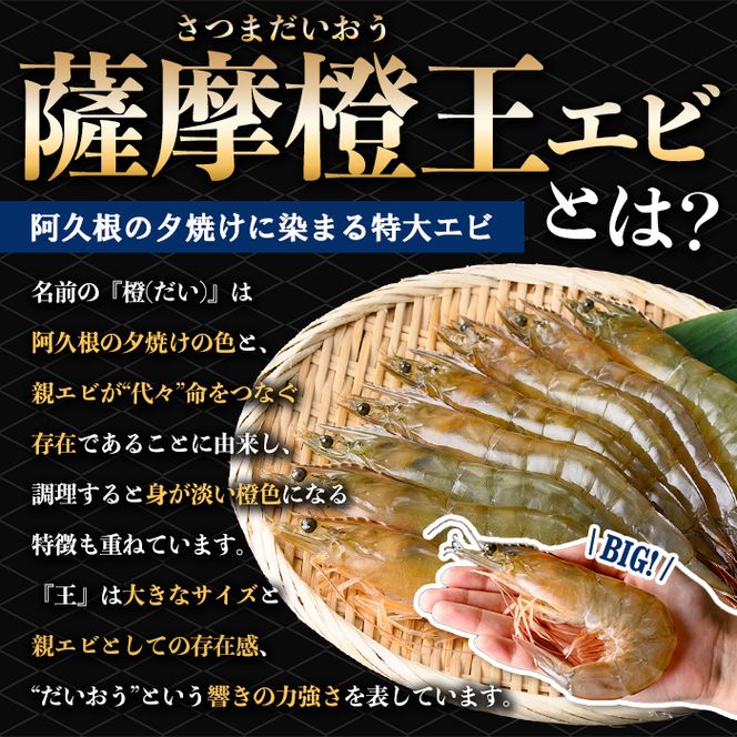 薩摩橙王エビ(4尾入×2パック) 国産 鹿児島県産 阿久根市産 えび 海老 魚貝類 魚介類 海産物 養殖 冷凍 期間限定 数量限定 焼き海老 焼きエビ バナメイエビ シロアシエビ 生食可 【リージョナルフィッシュ株式会社】akn105-01