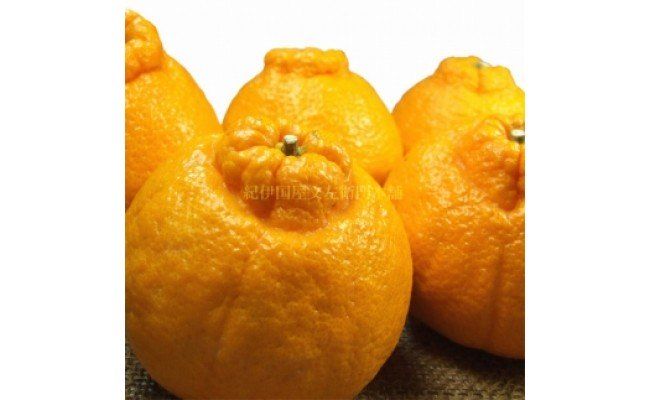 【2027年先行予約】デコ 不知火 約2.8kg 和歌山県有田産 春みかん (果実サイズおまかせ) 春柑橘 紀伊国屋文左衛門本舗_V7413
