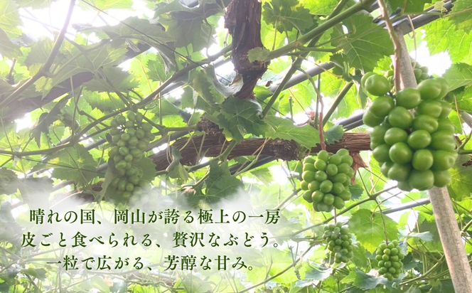 【先行受付】 シャインマスカット1kg | 岡山県産 シャインマスカット ぶどう 葡萄 甘い ジューシー フルーツ 果物 国産フルーツ 旬の果物 お取り寄せ 産地直送 人気 数量限定 先行予約 マスカット