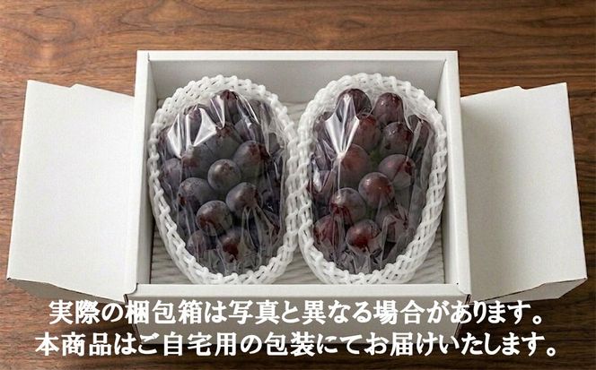 《超希少品種！》上級品をお得に　【富士の輝】　1.0kg以上（2～3房）　 【2026年発送分 先行予約】- FUJIKAWA GRAPES 