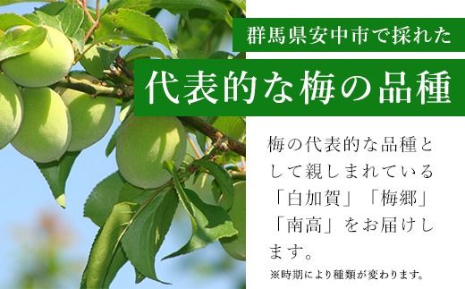 【2025年発送分先行予約】旬をお届け！青梅【２L～３Lサイズ５㎏】 ANAR019