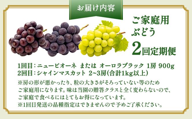 ぶどう 2026年 先行予約 ご家庭用 2回 定期便 ピオーネ オーロラブラック シャインマスカット ブドウ 葡萄 岡山県産 国産 フルーツ 果物 ギフト OEC KINGDOM ぶどう家 果物類