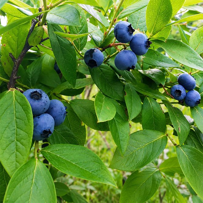 北海道仁木町産 ブルーベリージャム 120g×6本 [iori farm] 栽培期間中 除草剤不使用 果物 詰合せ セット フルーツ 