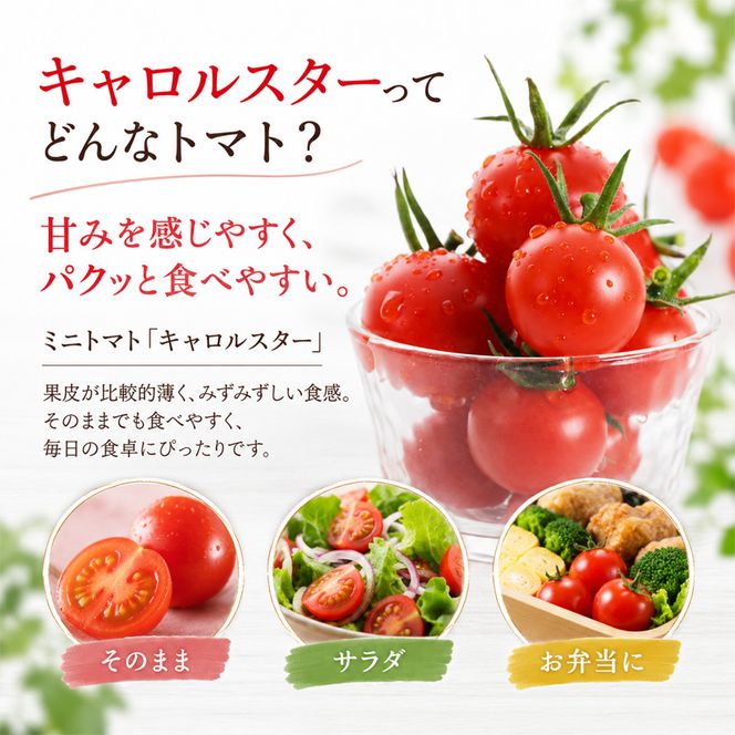 [2026年発送] 北海道 仁木町産 ミニトマト キャロルスター 2.4kg (96粒～150粒) トマト 野菜 国産 プチトマト 甘み 使いやすい サラダ お弁当 家庭用 子供に人気 リコピン [REDA FARM]