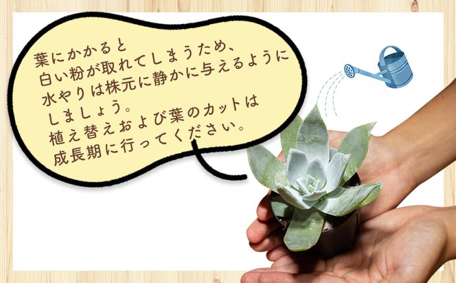 ブリトニー（仙女盃） ダドレア - 多肉植物 植物 ベンケイソウ科 単頭タイプ ブリトニー インテリア ナチュラル 自然 グリーン 観葉植物 おしゃれ 癒し かわいい Succulent field サキュレントフィールド 高知県 香南市 常温 cc-0002