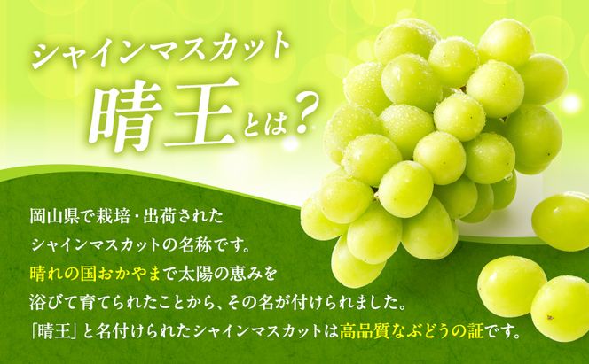 ぶどう 2026年 先行予約 シャイン マスカット 晴王 2房 合計1.3kg以上 2026年9月上旬～9月下旬発送分 ブドウ 葡萄 岡山県 赤磐市産 国産 フルーツ 果物 ギフト 赤坂青空市 種無し 