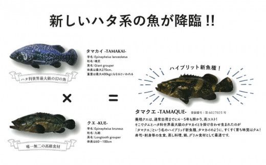クエ 鍋セット 1.5kg タマクエ 切り身 ＋ アラ 合計 6～8人前(500g×3) 冷凍 クエ 高級 幻 新種 鍋 アラ鍋 海鮮 刺身 生食 脂 プレミアム 新鮮 白身魚 淡泊 蒸し料理 グリル 規格外 九絵 レモン ギフト 贈り物 プレゼント 愛南サン・フィッシュ