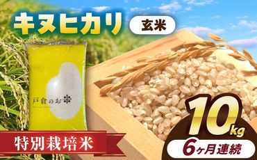 【6回定期便】特別栽培米　キヌヒカリ　玄米　10kg　お米　ご飯　愛西市／株式会社戸倉トラクター[AECS053]