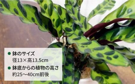 葉模様が独特で美しい 『カラテア・ランシフォリア (インシグニス)』 糸島市 / cocoha 観葉植物 グリーン 緑 インテリア [AWB037] 観葉植物 植物 カラテア インシグニス グリーン 緑 インテリア 鉢 リラックス