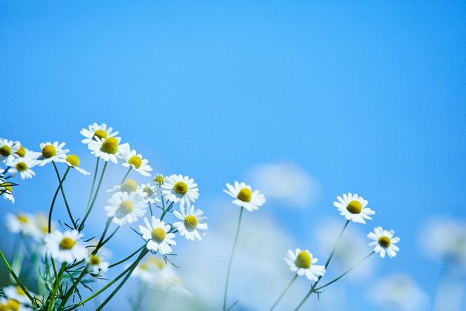 華密恋 エクストラモイストクリーム 30g [カミツレ研究所 長野県 池田町 48110792] カミツレン カミツレ