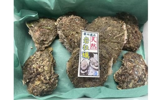 【期間限定】新鮮！笹川流れ『天然岩牡蠣』 Mサイズ 約1kgセット（1個 約140g×7個） 1043002