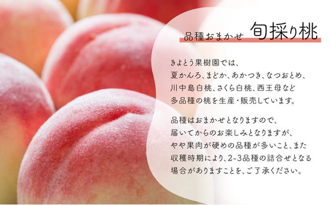 【2026年先行予約】旬採り桃とシャインマスカットどっちも食べたい便！２回便(定期便) (岡山県産)【KF-T012-04】
