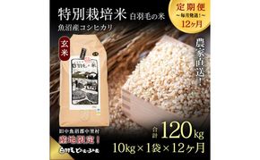 【通年受付】≪令和8年産≫【定期便／全12回】農家直送！魚沼産コシヒカリ特別栽培「白羽毛の米」玄米(10kg×1袋)×12回 120kg お米
