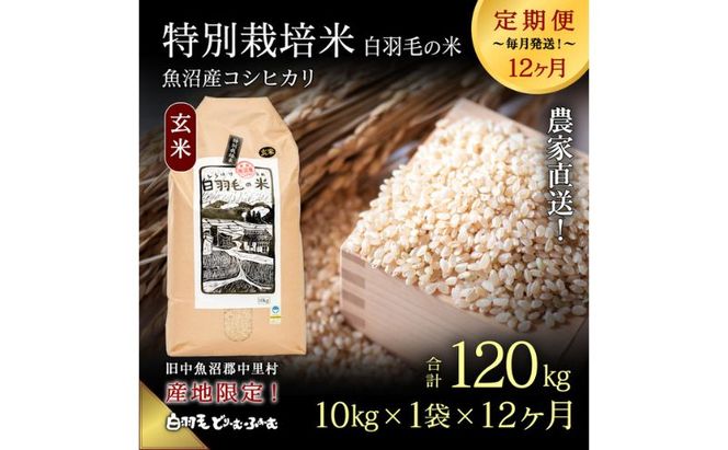 【通年受付】≪令和8年産≫【定期便／全12回】農家直送！魚沼産コシヒカリ特別栽培「白羽毛の米」玄米(10kg×1袋)×12回 120kg お米
