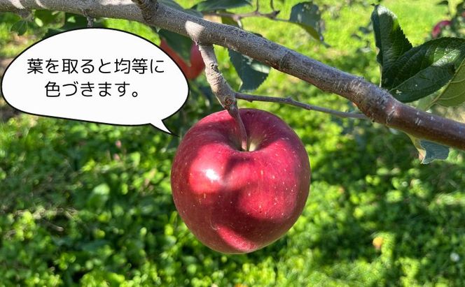 糖度13度以上 ヒバリノ園 【 紅虎 】 あどはだり 葉とらず サンふじ 約 5kg （14～18玉）青森県鰺ヶ沢町産りんご 果物類 フルーツ ※オンライン決済のみ 