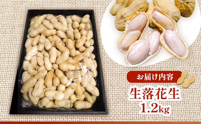 落花生 福岡県産 生落花生 おおまさり 1.2kg  ※配送不可:離島