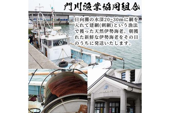 ＜ 数量限定 期間限定 ＞天然！門川町産活き伊勢海老(計500g・約1～2尾) エビ えび 刺身 魚介 海鮮 朝獲れ 国産 【O-13】【門川漁業協同組合】