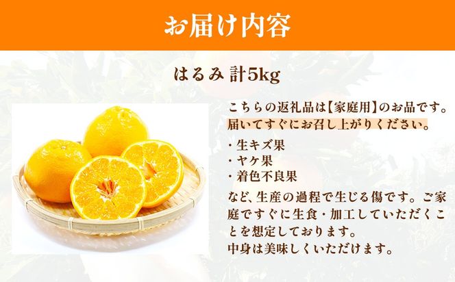【先行予約】【家庭用】はるみ計5kg※離島への配送不可（2027年2月上旬頃より順次発送予定）IKTAC031