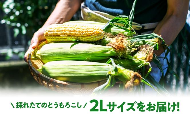  北海道産 スイート コーン めぐみゴールド 2Lサイズ 20本 先行受付 2026年8月上旬～下旬頃お届け とうもろこし 恵味 めぐみ トウモロコシ 旬 完熟 朝もぎ 野菜 産地直送 お取り寄せ 北海道 丸田農園 洞爺湖 