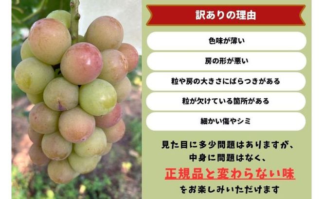 訳あり 悟紅玉 旧ゴルビー 2～3房 合計1.2kg以上 産地直送 朝採れ ぶどう 葡萄 岡山 Kawahara Green Farm 岡山県産 2026年 