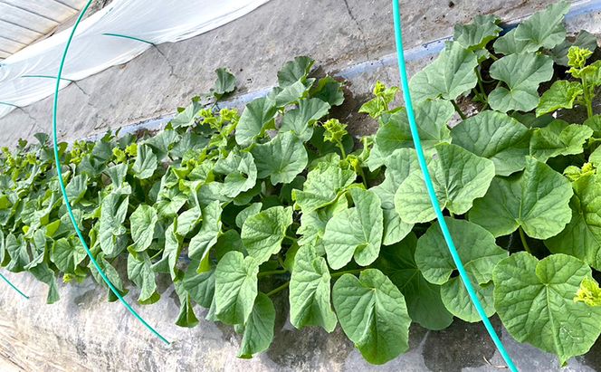 【2026年発送】 富良野メロン 赤肉 2玉入(計3.2kg以上) メロン ふらのメロン フルーツ 果物 くだもの 美味しい 甘い ギフト プレゼント 北海道 富良野市