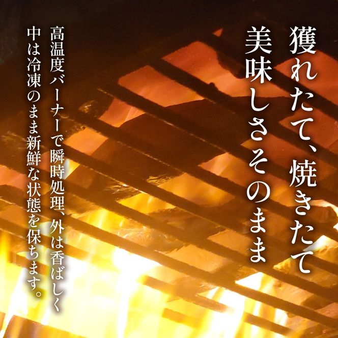 【3ヶ月定期便】  訳あり かつおのたたき 2kg サイズ 不揃い 小分け 真空 パック 新鮮 鮮魚 天然 水揚げ カツオ 鰹 タタキ 冷凍 大容量 マルコ水産