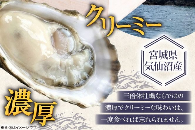 殻付き牡蠣 生食用 三倍体牡蠣 島乙女 約840g 12個入 [カネキ水産 宮城県 気仙沼市 20565985] 牡蠣 期間限定 冷蔵 新鮮 濃厚 カキ かき 生牡蠣 魚貝類 貝 海鮮 魚介類 なべ カキフライ 牡蠣ご飯 魚介