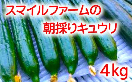 朝採りきゆうり4kg【FM01W2】
