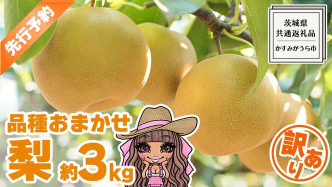 【 先行予約 】 【 訳あり 】 品種おまかせ 採れたて 完熟天使の 甘梨 約 3kg（ 茨城県共通返礼品： かすみがうら市 ） 【 2026年8月中旬頃発送 】  フルーツ 果物 なし ナシ 旬 新鮮 旬 期間限定 甘い 国産