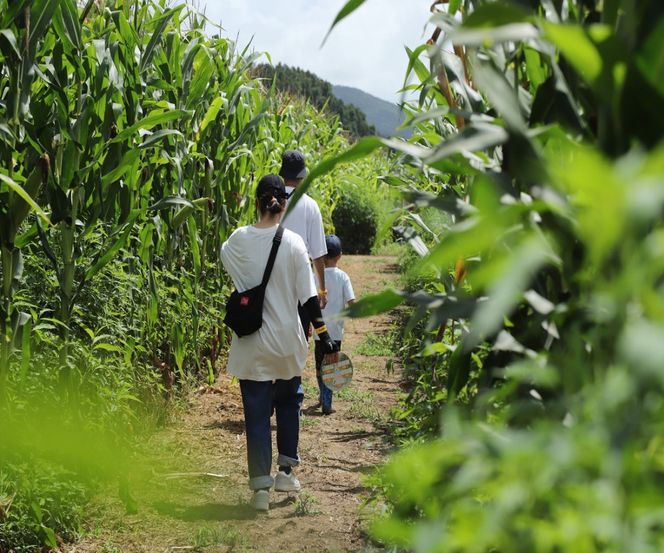真夏のとうもろこし巨大迷路 2026 ゴールドデント777 WAKUYA｜とうもろこし コーン 迷路 とうもろこし畑 トウモロコシ 涌谷町 デントコーン 巨大迷路 冒険 レジャー 宝探し 真夏 とうもろこし コーン トウモロコシ【saito006】