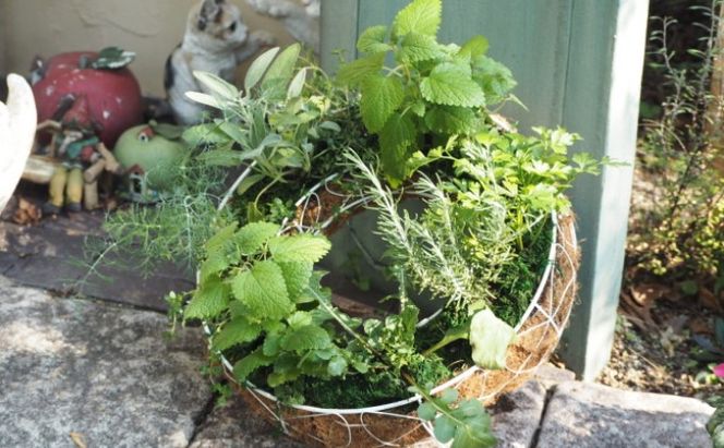 ハーブ サークルハンキング 直径35cm 植物 インテリア ガーデン 