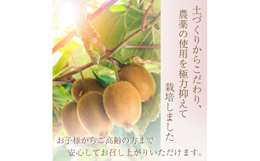 厳選 キウイ 2.5kg+250g（傷み補償分）【扁平果】 / 和歌山 フルーツ 果物 くだもの ※2026年11月中旬より2027年4月下旬頃順次発送予定 ※北海道・沖縄・離島配送不可 【ikd704B】