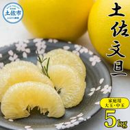 【先行予約】高知県産 土佐文旦 家庭用 約5kg 〈2027年2月〜発送〉 ぶんたん ブンタン 果物 柑橘 フルーツ お取り寄せ おいしい 美味しい 高知県 土佐市【株式会社種田農園】[BQBW004]