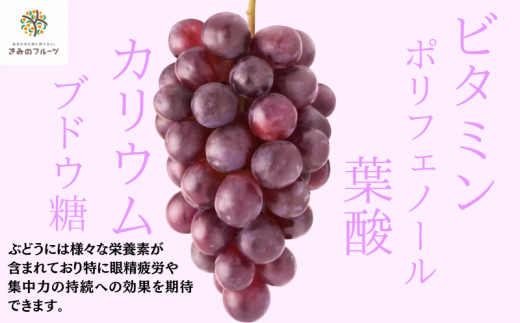  【8月下旬に発送】ジューシーな高級ぶどう 約2kg(3~5房)/ぶどう 藤稔 黒ブドウ 果物 くだもの フルーツ 有機 【kmf004】