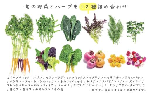 【定期便】彩り野菜と香るハーブセット　６回お届けセット　[野菜セット 野菜詰め合わせ]