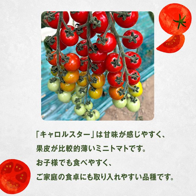 [2026年発送] 北海道 仁木町産 ミニトマト キャロルスター 1.6kg （64粒～100粒）トマト 野菜 国産 プチトマト 甘み 使いやすい サラダ お弁当 家庭用 子供に人気 リコピン [REDA FARM]
